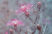 Photo: Spotted Knapweed